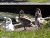 eine Schwanenfamilie am Pier